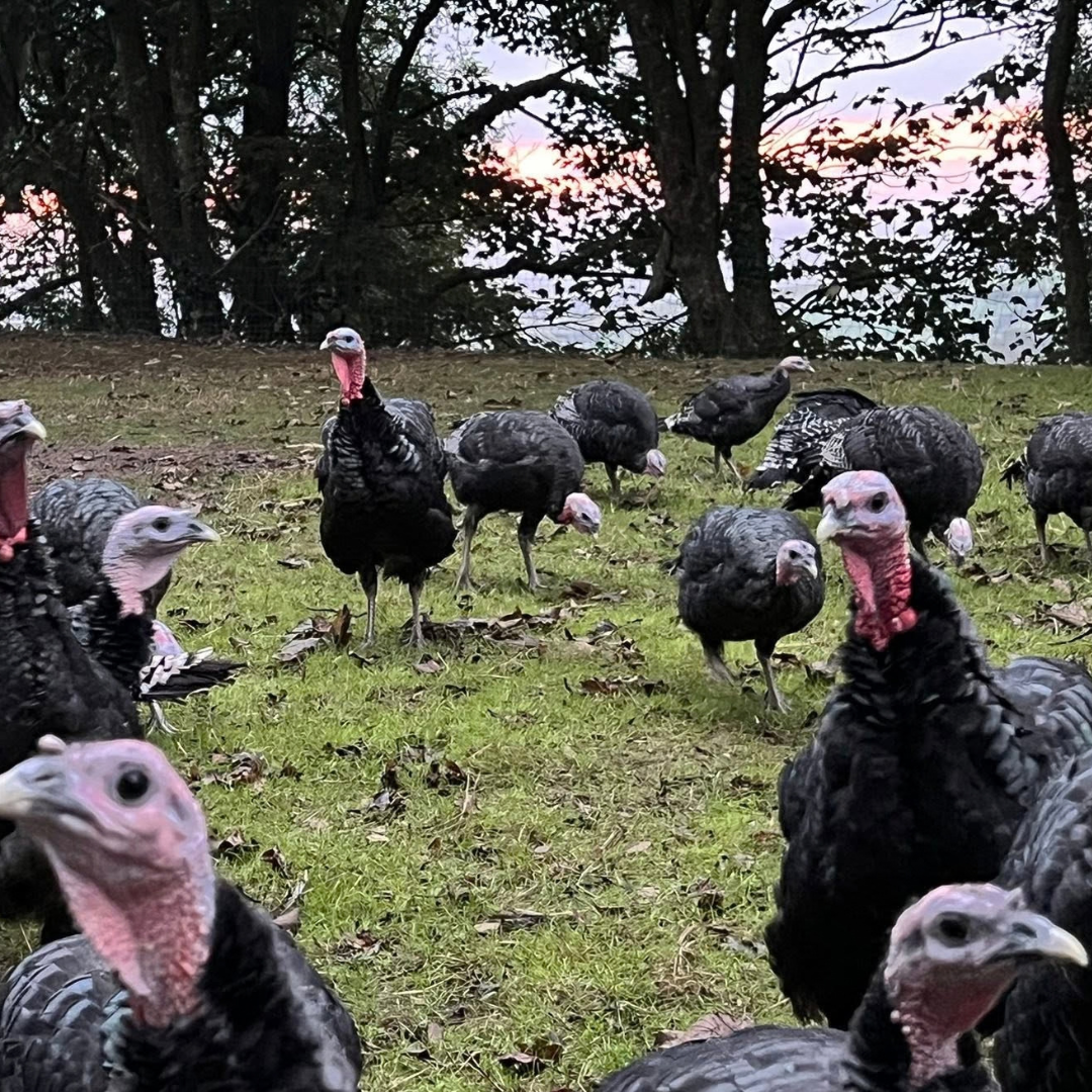 Christmas Turkey from Colwith Farm Shop