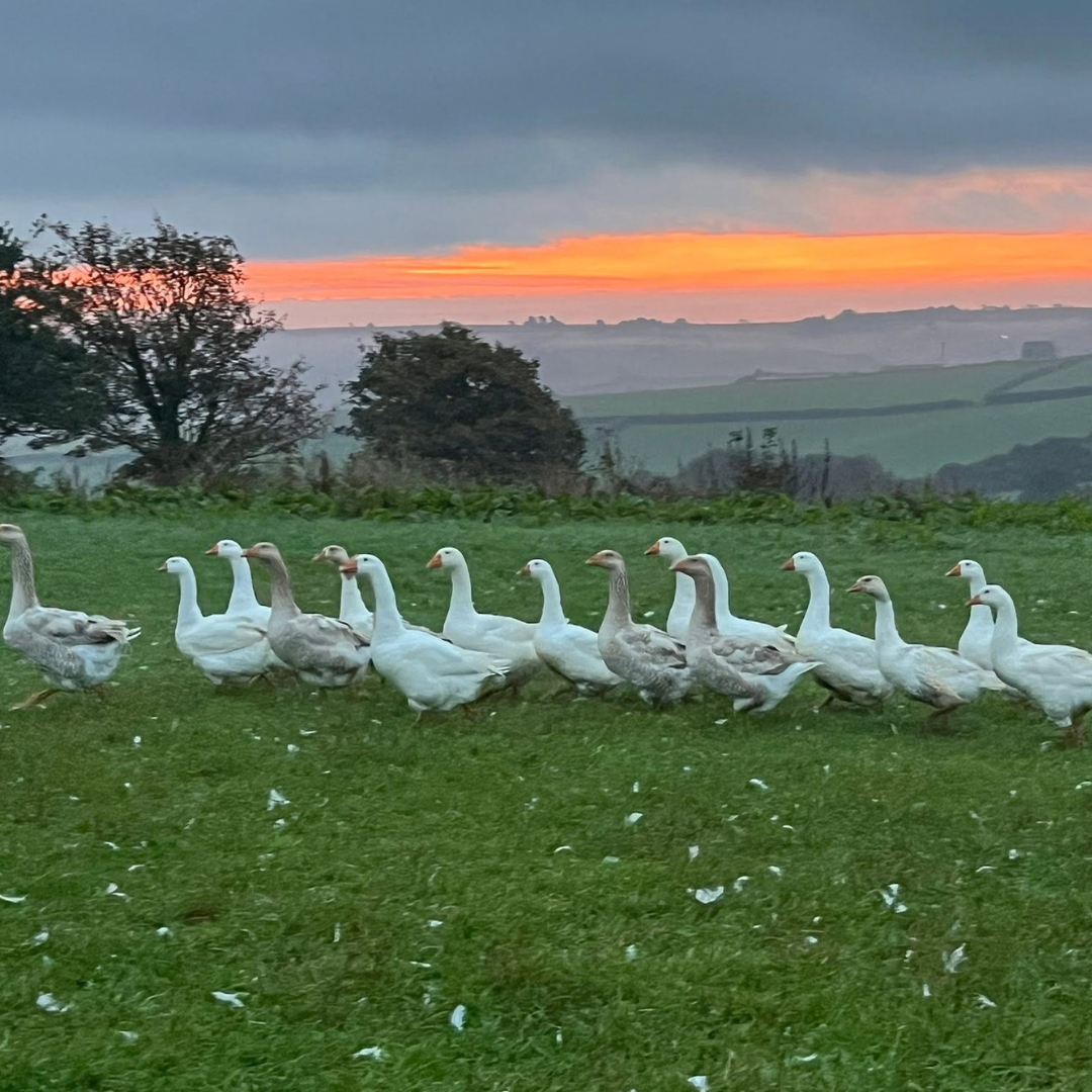 Christmas Goose from Colwith Farm Shop
