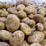 Wilja Potatoes (Unwashed) - 12.5 KG
