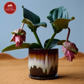 Brown Dripped Plant Pot