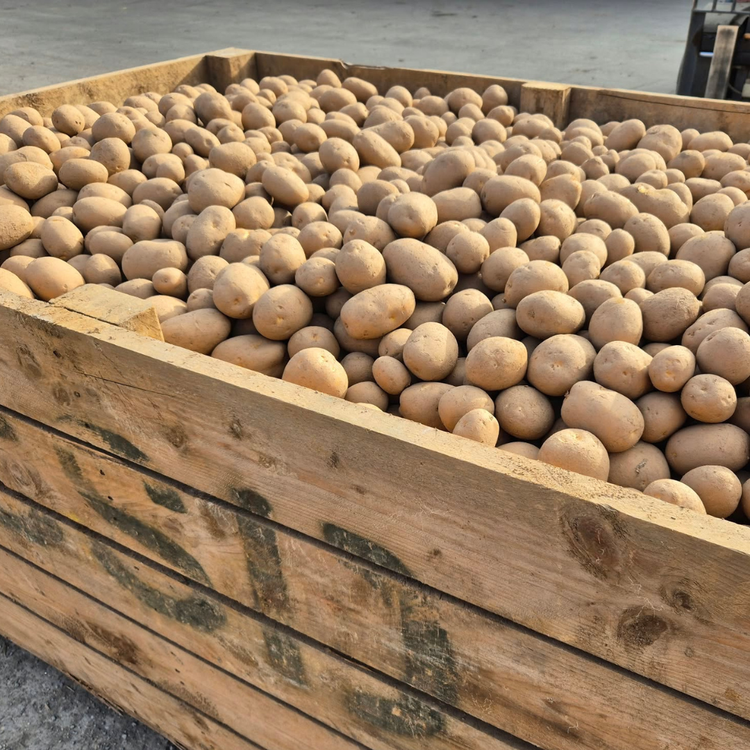 Sagitta Potatoes (Unwashed) - 12.5KG