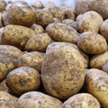 Accord Potatoes (Unwashed) - 12.5KG