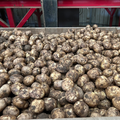 Maris Peer (Washed) - 2 KG NEW SEASON