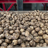Maris Peer (Washed) - 2 KG NEW SEASON