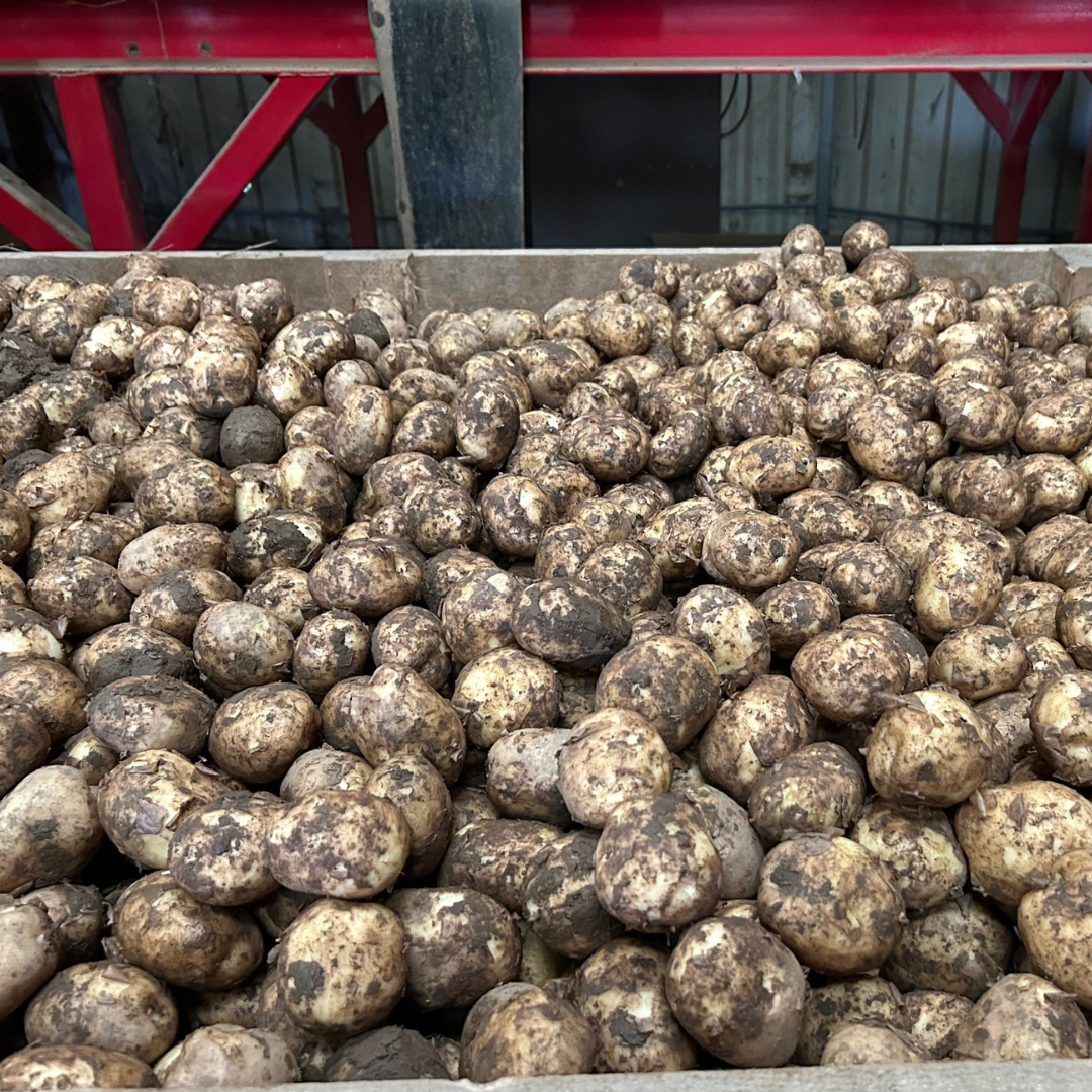 Maris Peer (Washed) - 2 KG NEW SEASON